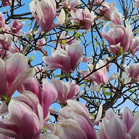 Appartement Memories *