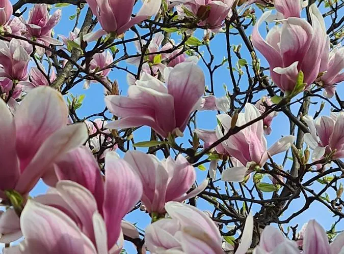 Lejlighed Memories *